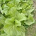 大量出售泡青菜