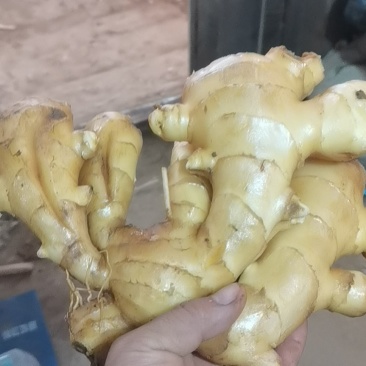生姜