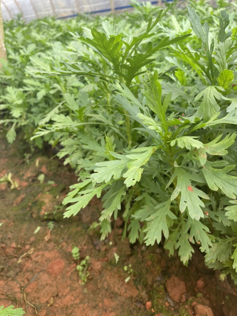 木春菊工地绿化黑袋苗质量有保障花期长