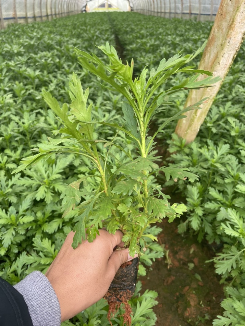 木春菊工地绿化黑袋苗质量有保障花期长