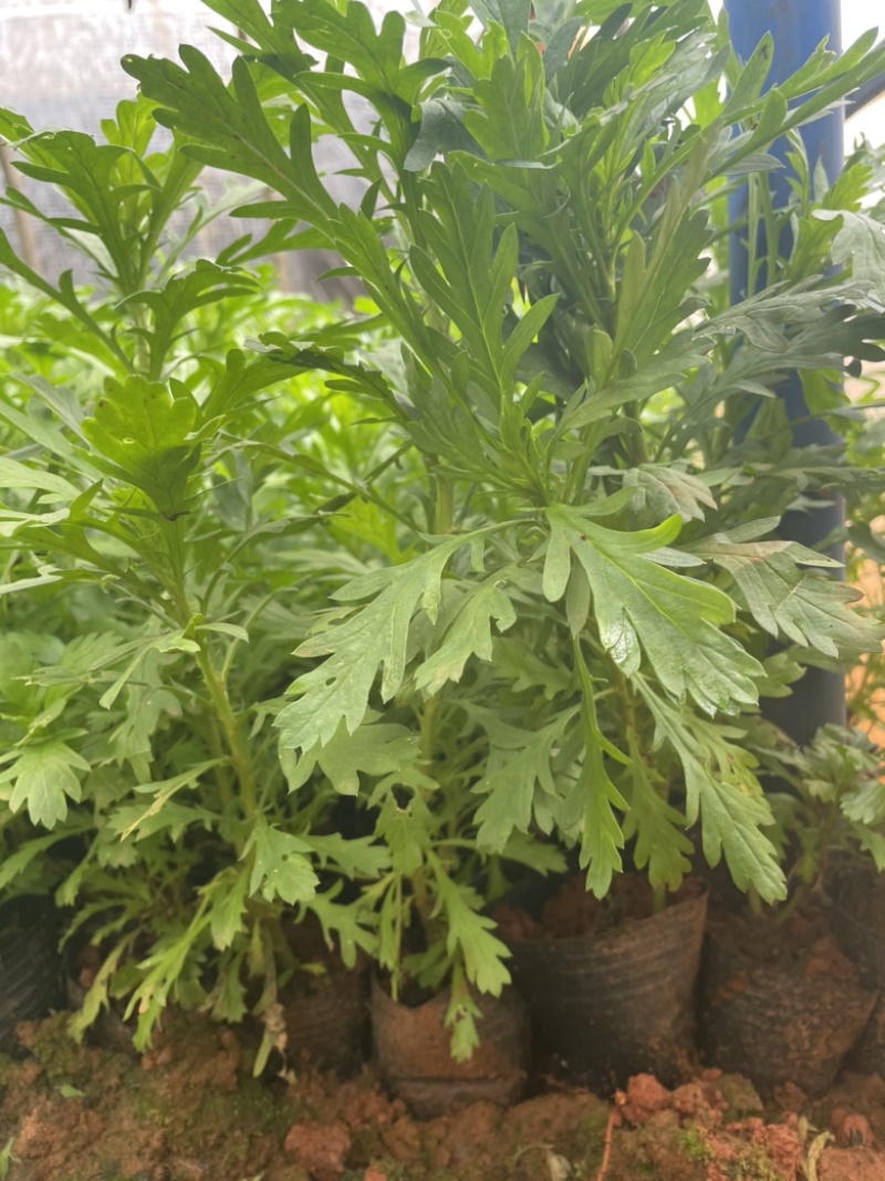 木春菊工地绿化黑袋苗质量有保障花期长
