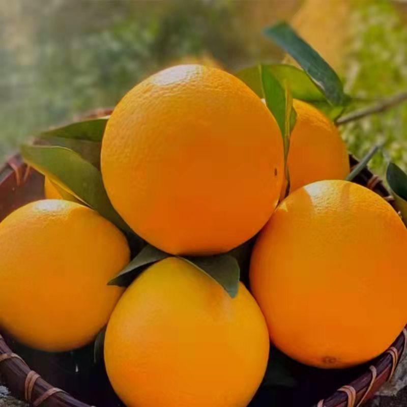 橙子崀山脐橙原产地发货薄皮橙子新鲜甜橙一条龙服务