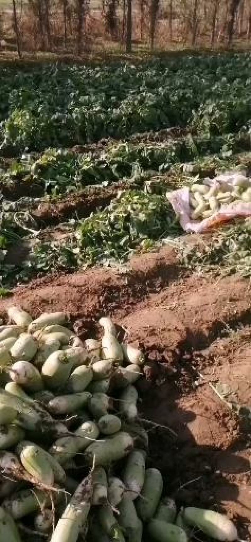大量供应青萝卜