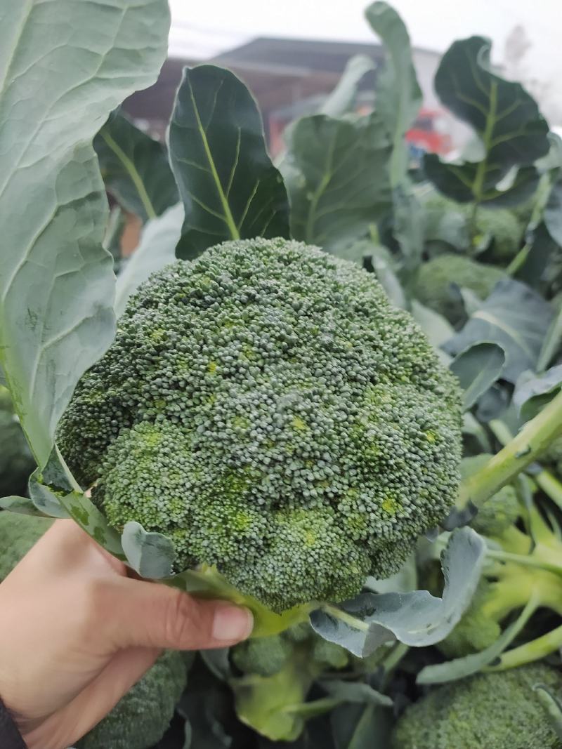 西蓝花现货湖北西蓝花大量上市产地直发可视频看货