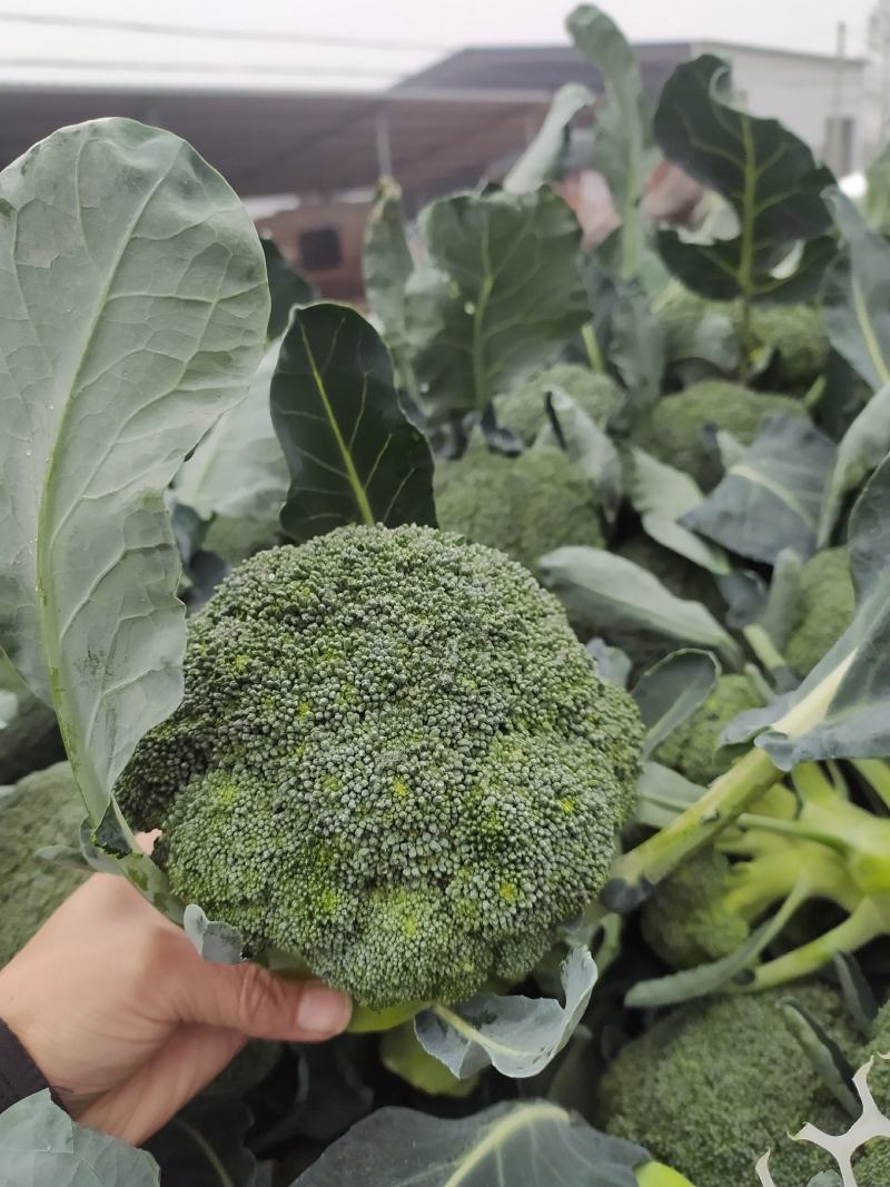 西蓝花现货湖北西蓝花大量上市产地直发可视频看货