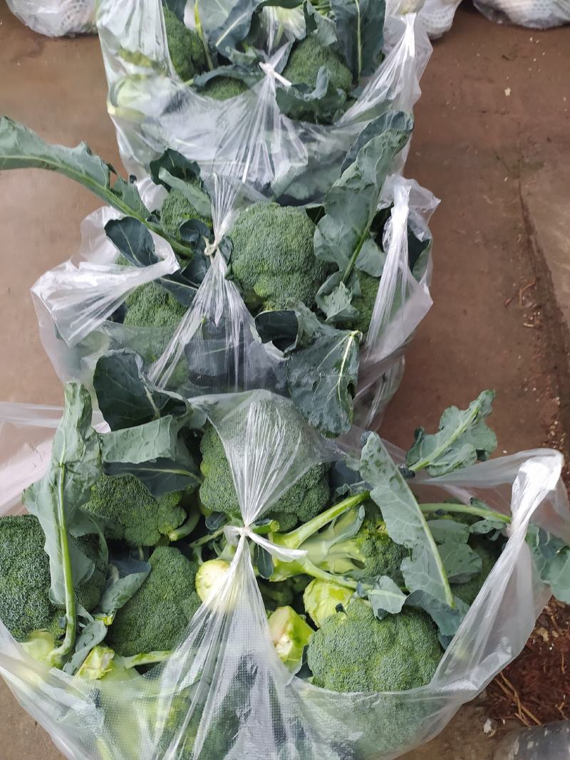 西蓝花现货湖北西蓝花大量上市产地直发可视频看货