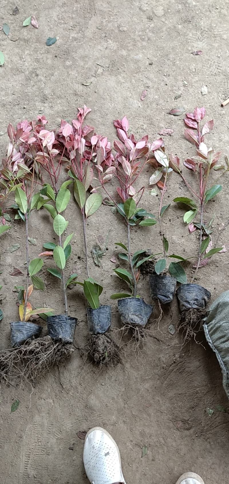红叶石楠苗大杯小杯都有，基地直销，红叶石楠树苗小苗四季常