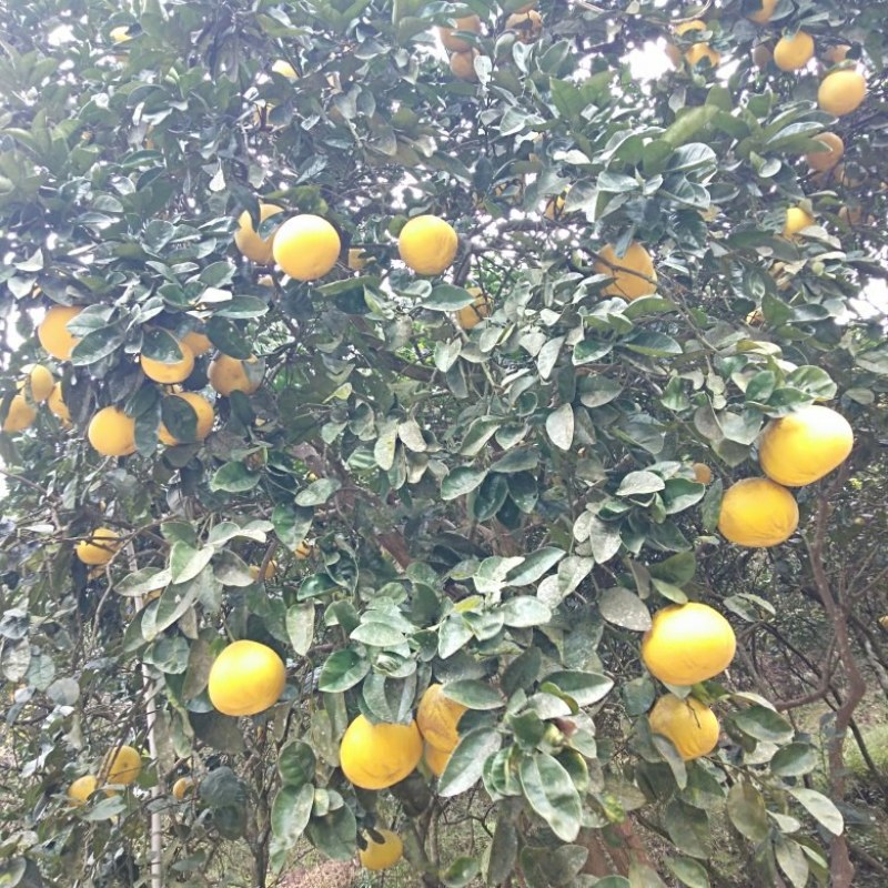 粱平柚子