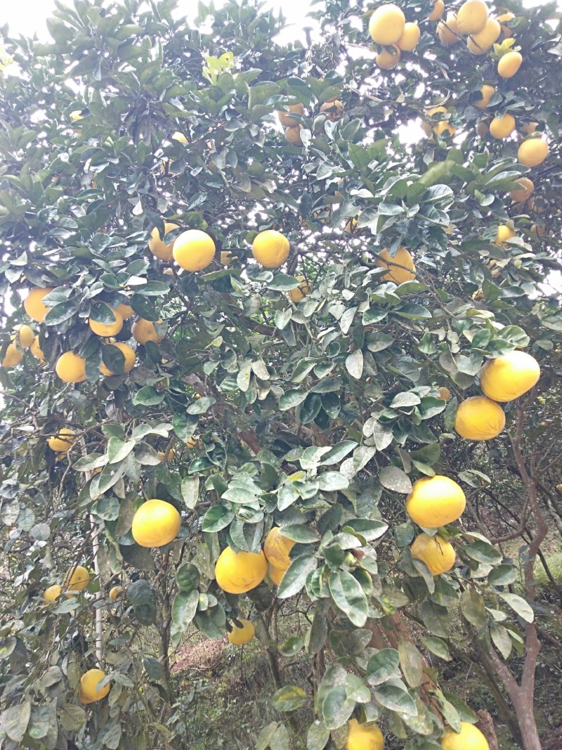 粱平柚子