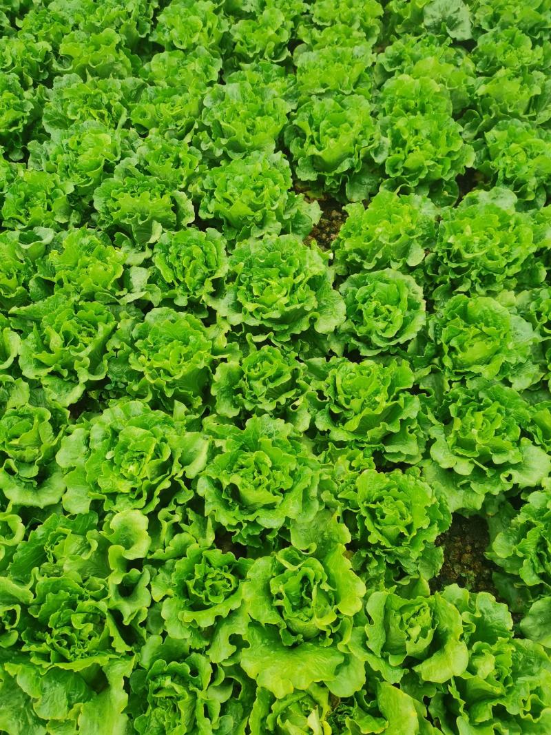 生菜散叶生菜意大利散叶生菜散叶生菜散叶生菜