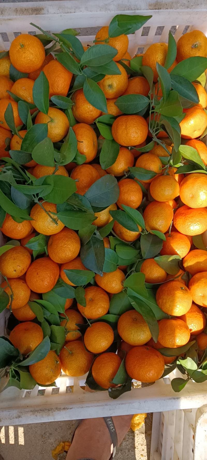 沙糖桔