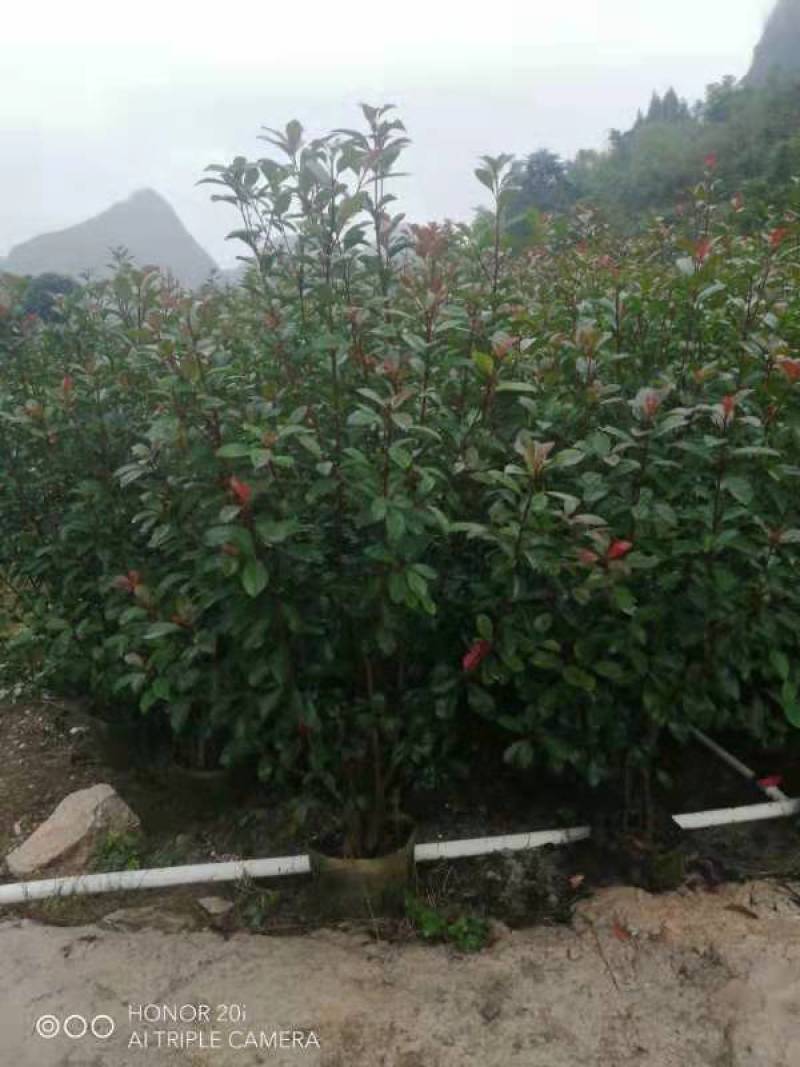 红叶石楠绿篱苗