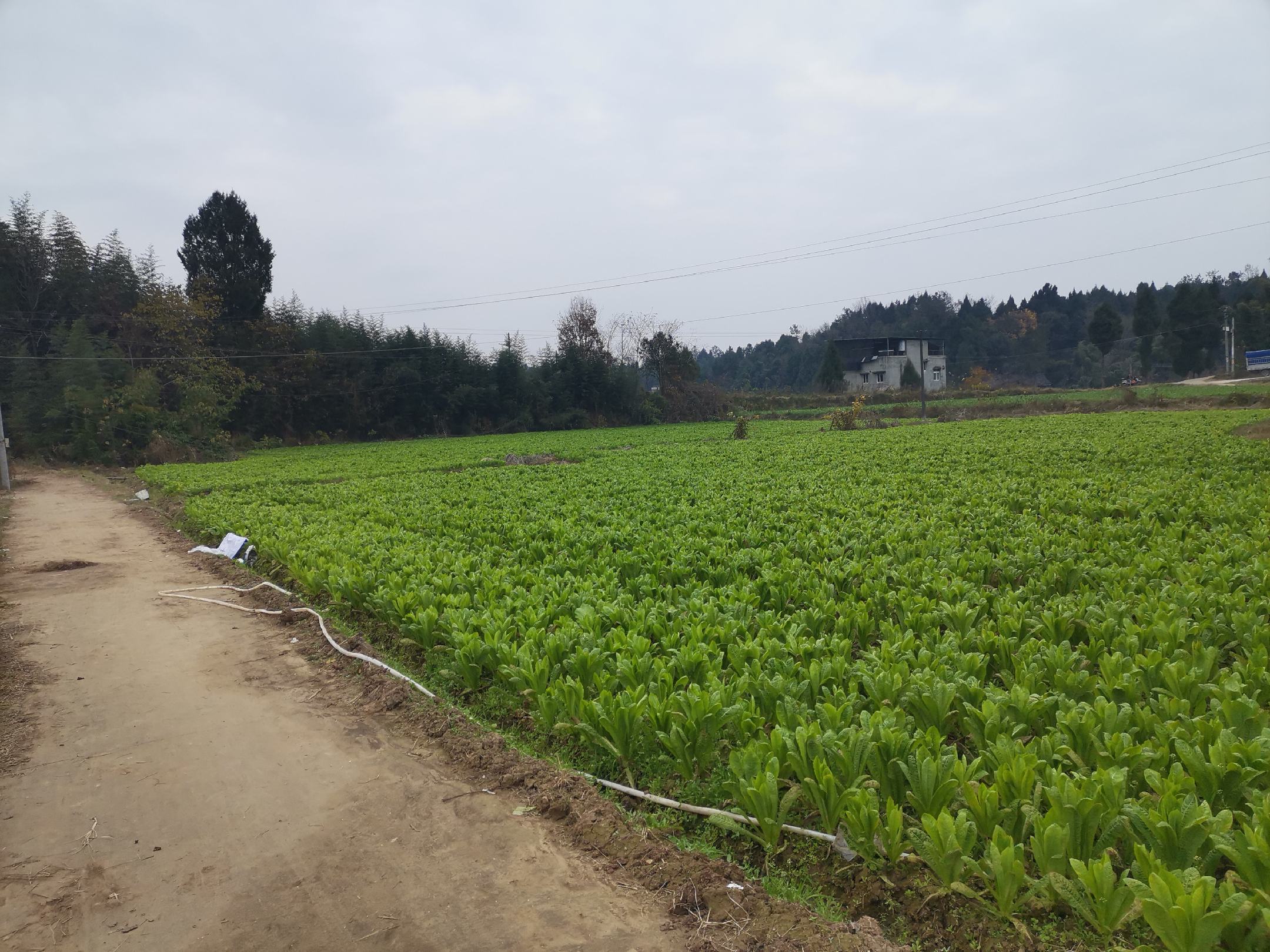 田间生长的三青皮莴笋植株特写