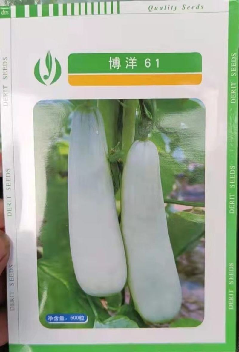 甜瓜苗博洋61甜瓜苗嫁接德瑞特原包装博洋甜瓜苗预订