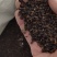 刺槐种子槐树种子洋槐树种子香花槐种子