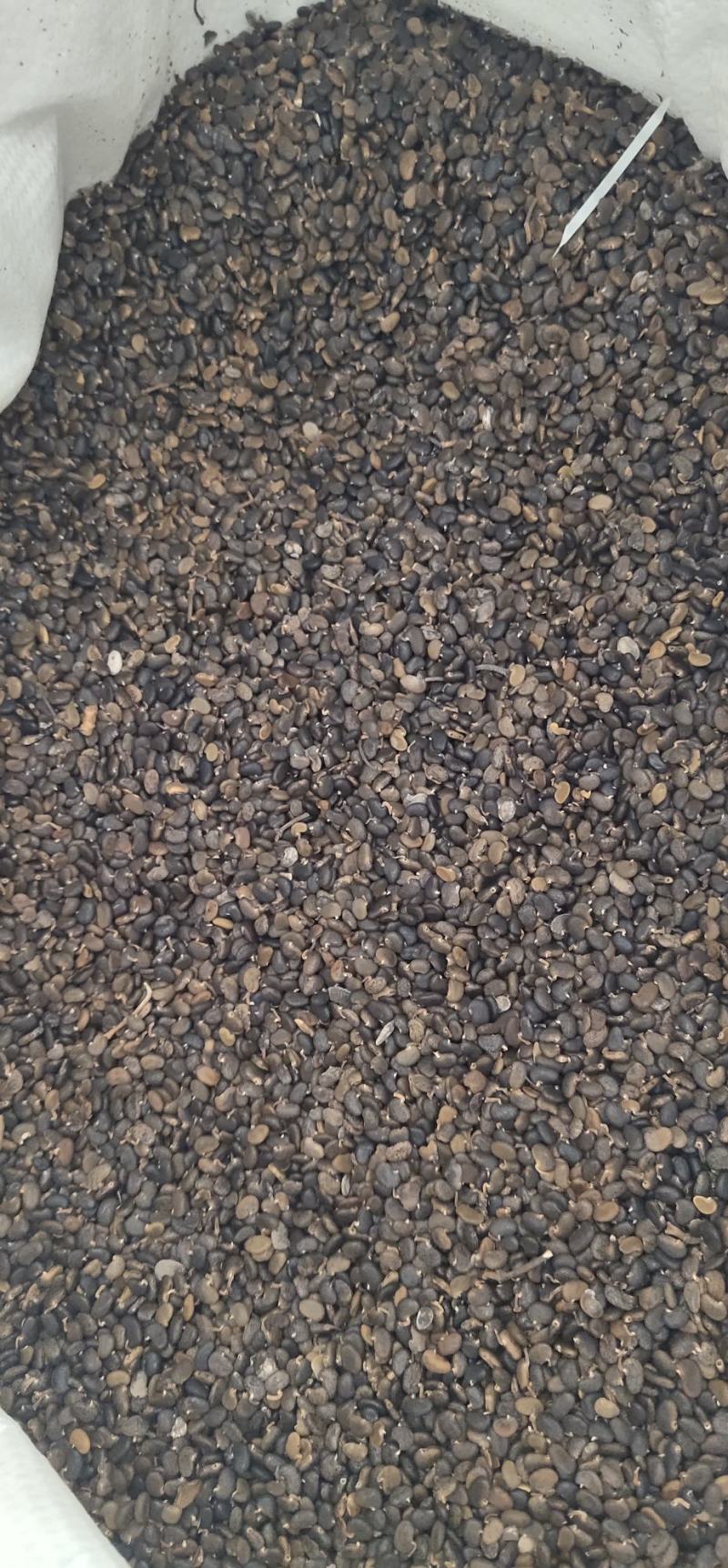 刺槐种子槐树种子洋槐树种子香花槐种子