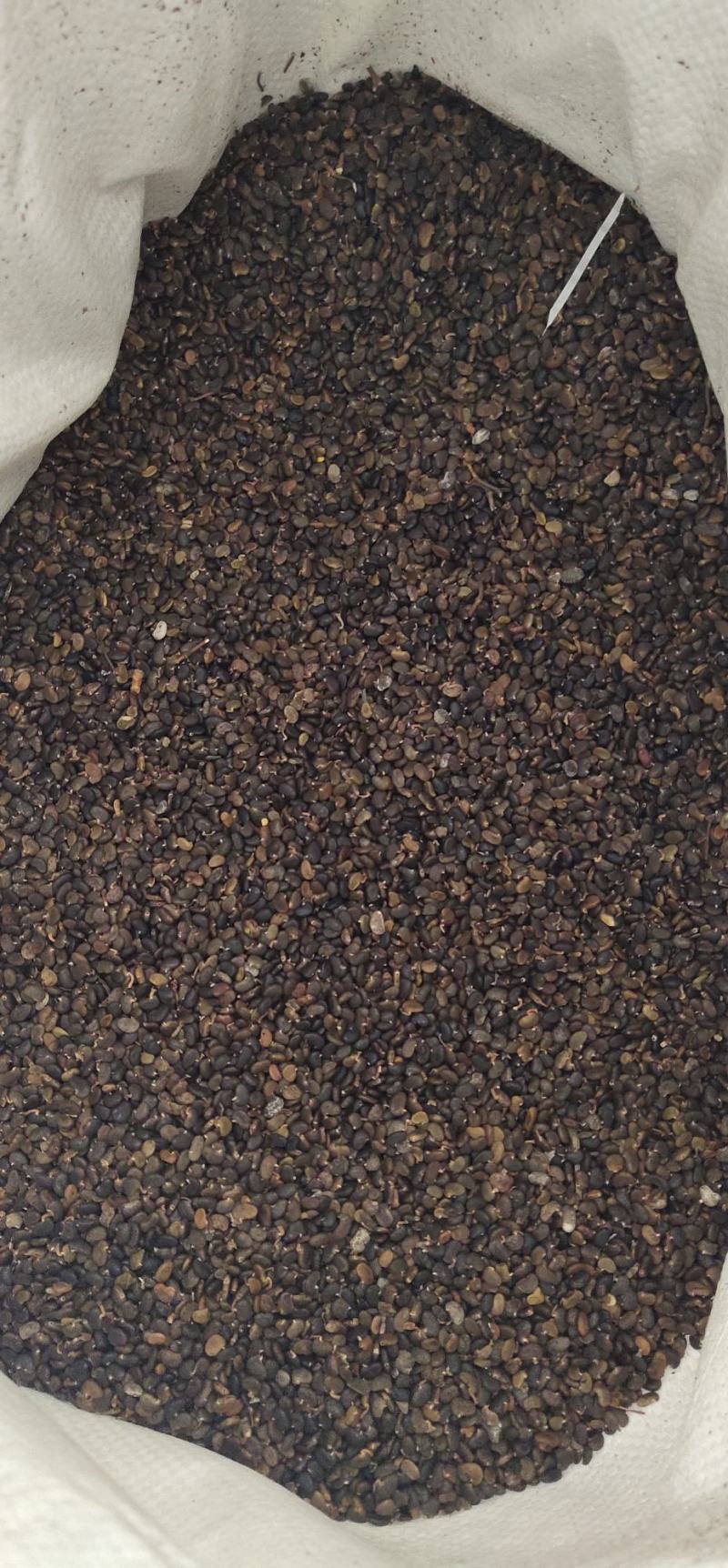 刺槐种子槐树种子洋槐树种子香花槐种子
