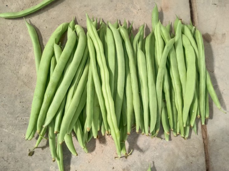 四季豆产地直发，品质好，电商货平台货市场货都有