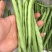 四季豆产地直发，品质好，电商货平台货市场货都有