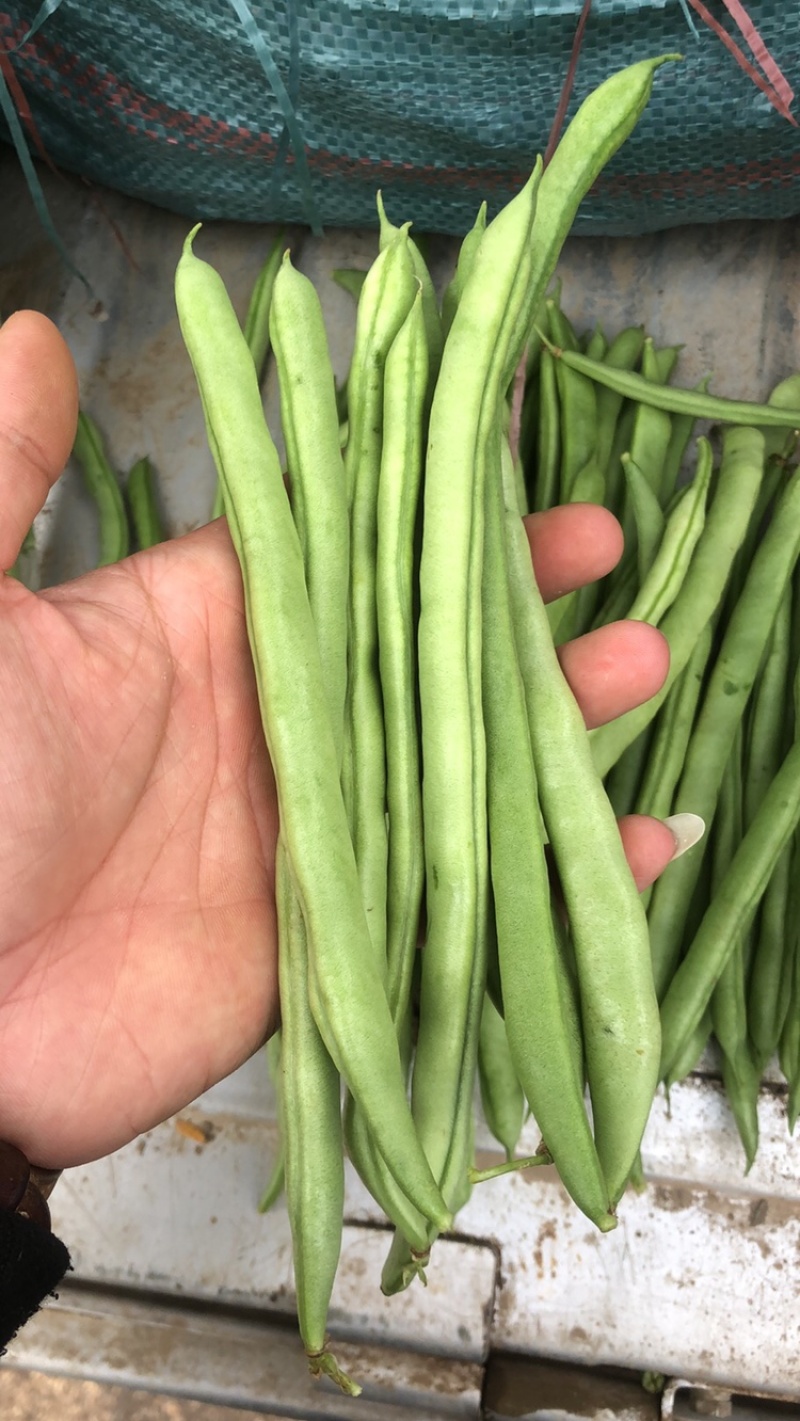 四季豆产地直发，品质好，电商货平台货市场货都有