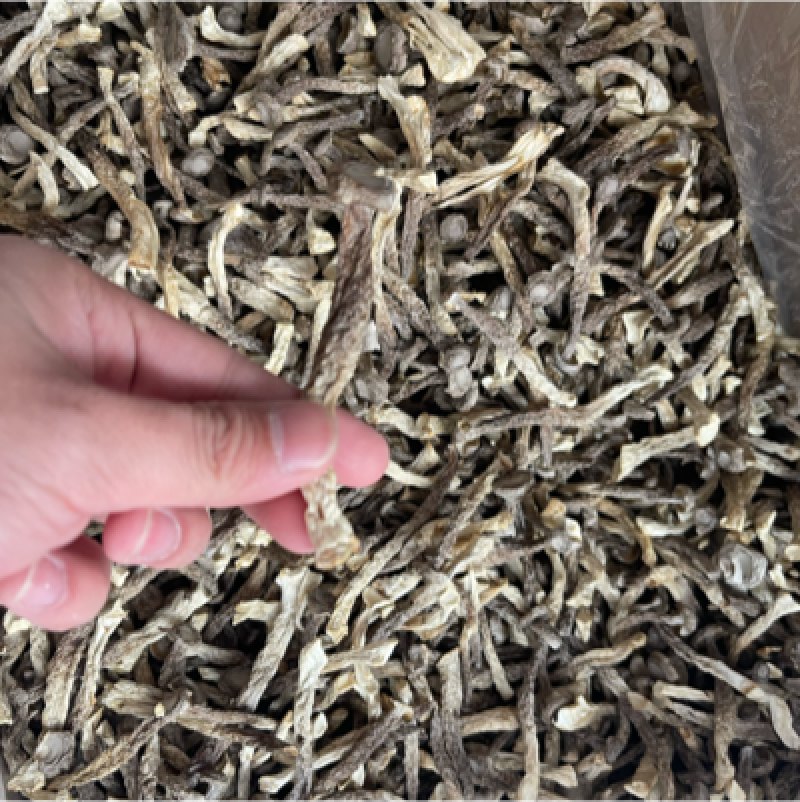 精品细长鹿茸菇【带帽】自产自销，源头货，咨询来
