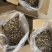 精品细长鹿茸菇【带帽】自产自销，源头货，咨询来