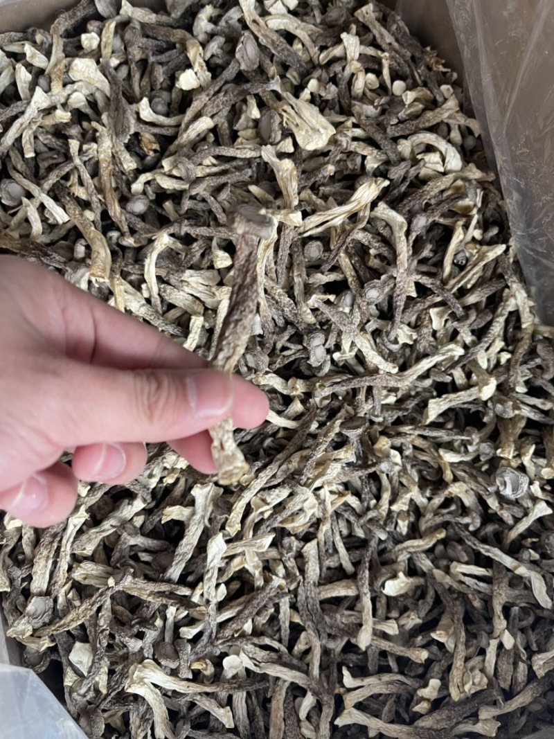 精品细长鹿茸菇【带帽】自产自销，源头货，咨询来