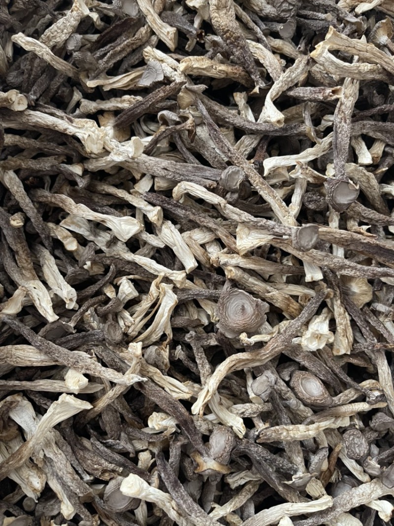 精品细长鹿茸菇【带帽】自产自销，源头货，咨询来