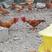 湖北钟祥山林散养八个月的土鸡，自产自销。