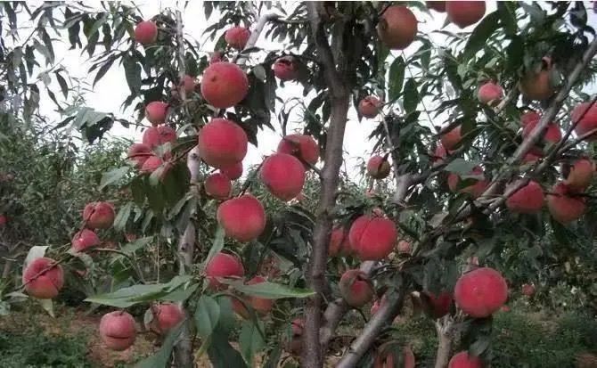 春雪桃果园实景图