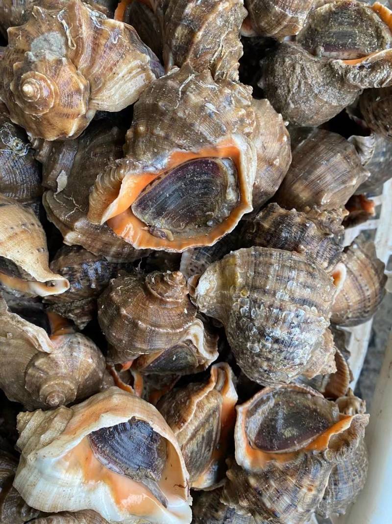 鲜活海螺，回去清蒸，味道鲜美，常年批发零售，供应饭店