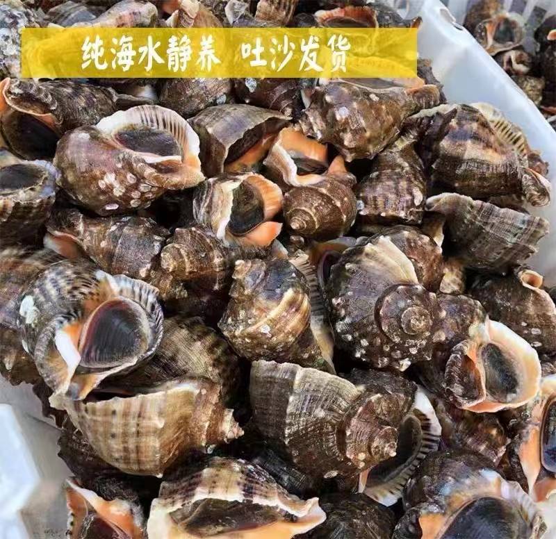 鲜活海螺，回去清蒸，味道鲜美，常年批发零售，供应饭店