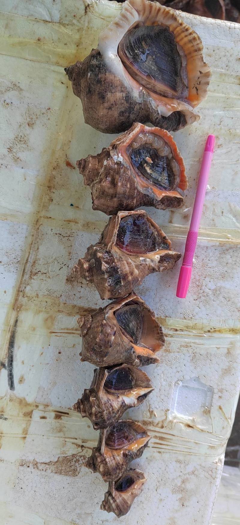 鲜活海螺，回去清蒸，味道鲜美，常年批发零售，供应饭店