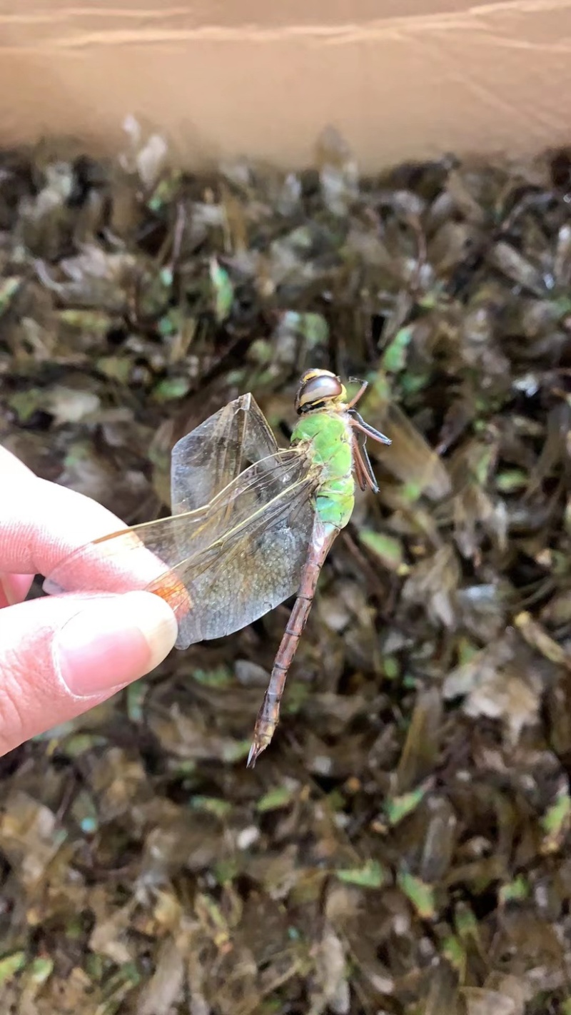 中药材蜻蜓绿蜻蜓绿头蜻蜓马大头青娘子10只包邮