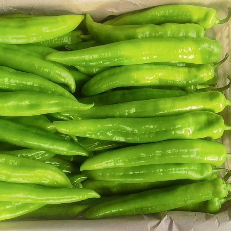 山东青州高温黄皮尖椒大量上市