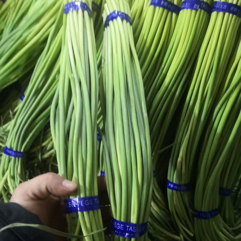 蒜薹精品