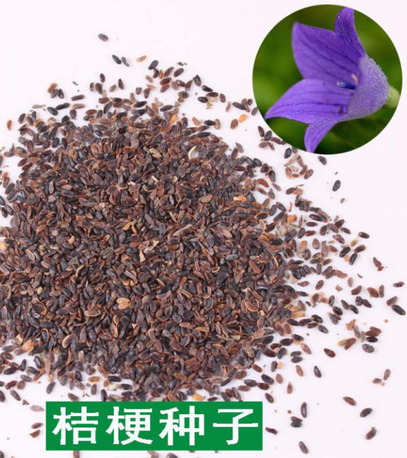 桔梗种子安徽本地纯新种子包种植，包回收品质保证诚信经营