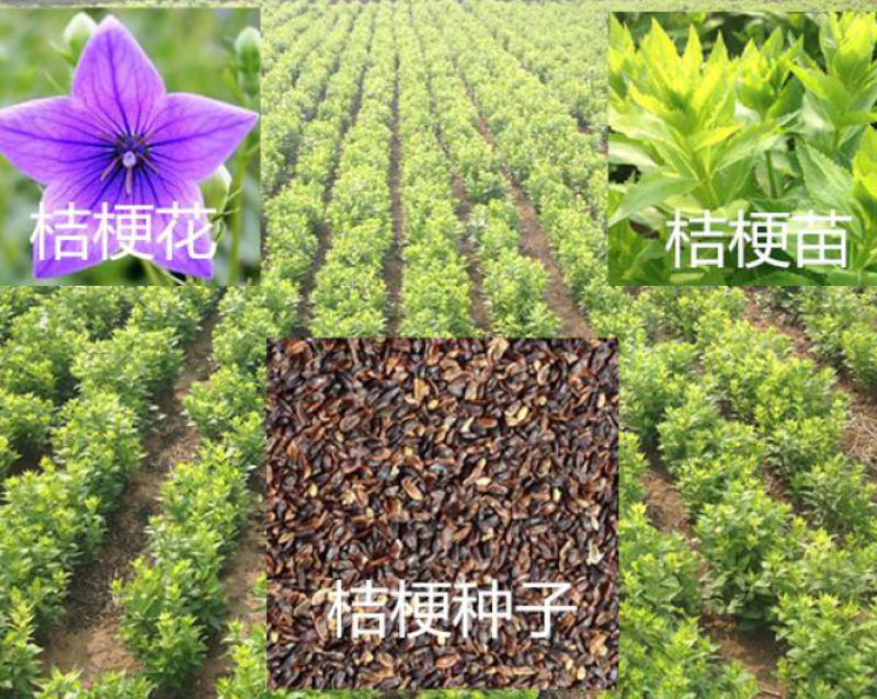桔梗种子安徽本地纯新种子包种植，包回收品质保证诚信经营