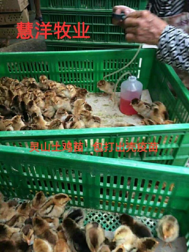 灵山土鸡苗1.5号包打疫苗质量保证孵化场直发全国供应！