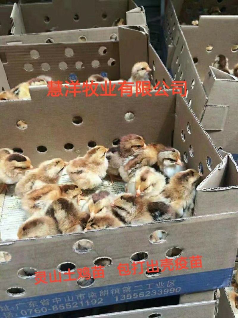 灵山土鸡苗1.5号包打疫苗质量保证孵化场直发全国供应！
