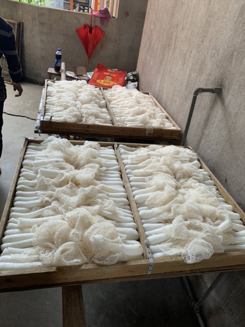 长裙竹荪菌包菌种销售场地直发提供技术支持