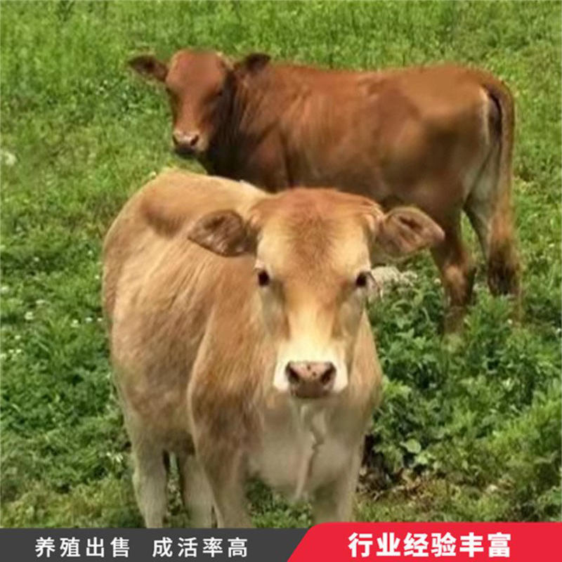 【厂家直销】黄牛犊肉牛犊鲁西黄牛包回收包技术