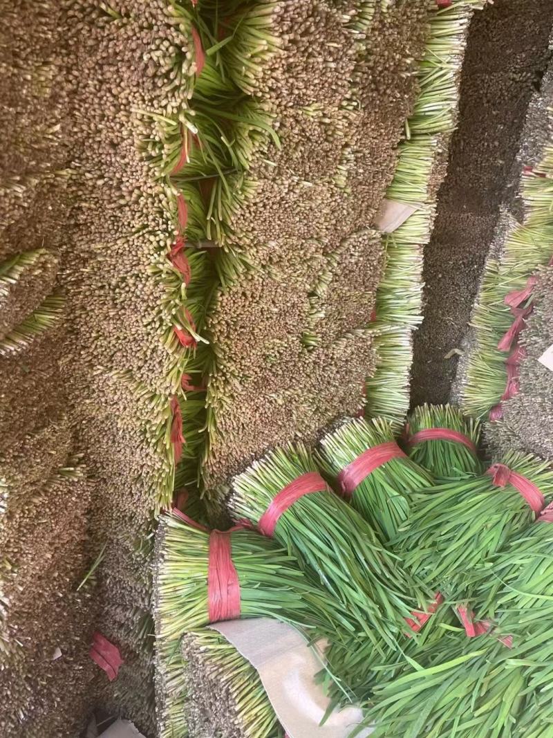 韭菜