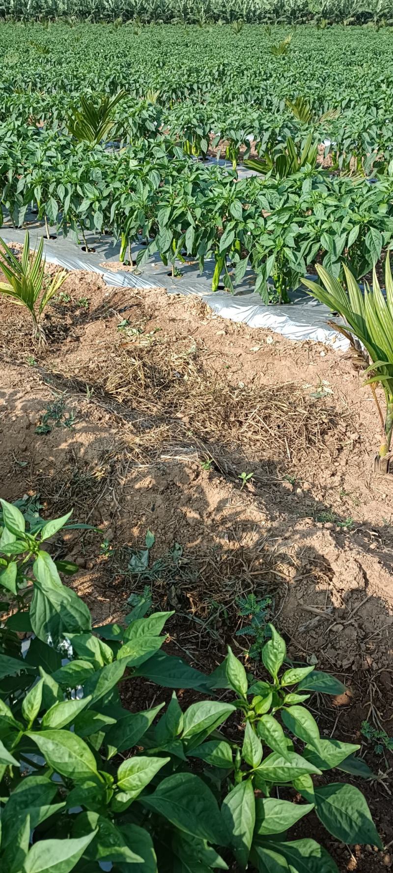 海南精品薄皮泡椒大量上市啦！欢迎各位老板的订单