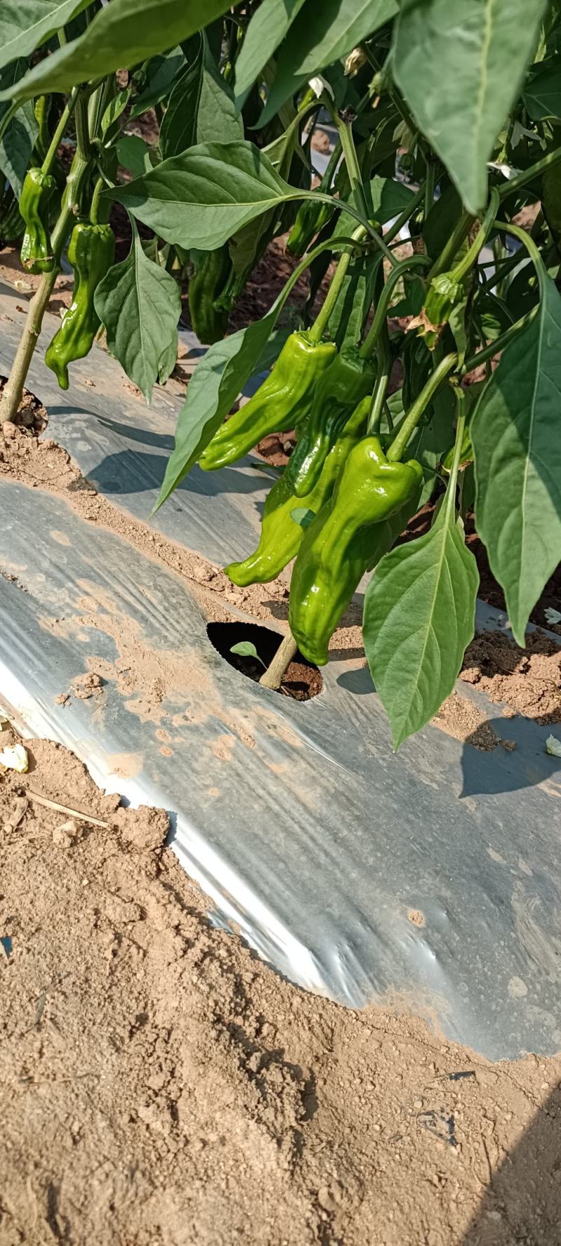 海南精品薄皮泡椒大量上市啦！欢迎各位老板的订单