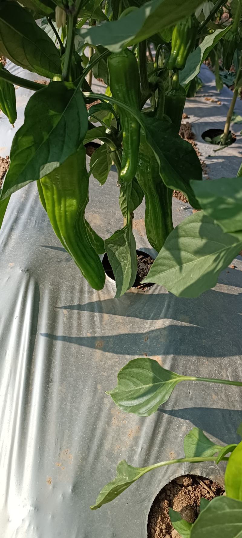 海南精品薄皮泡椒大量上市啦！欢迎各位老板的订单