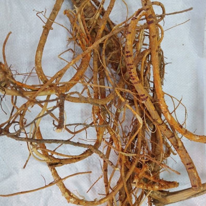 野生桑树根无硫中药材桑白皮正品特级老桑椹树根桑叶根