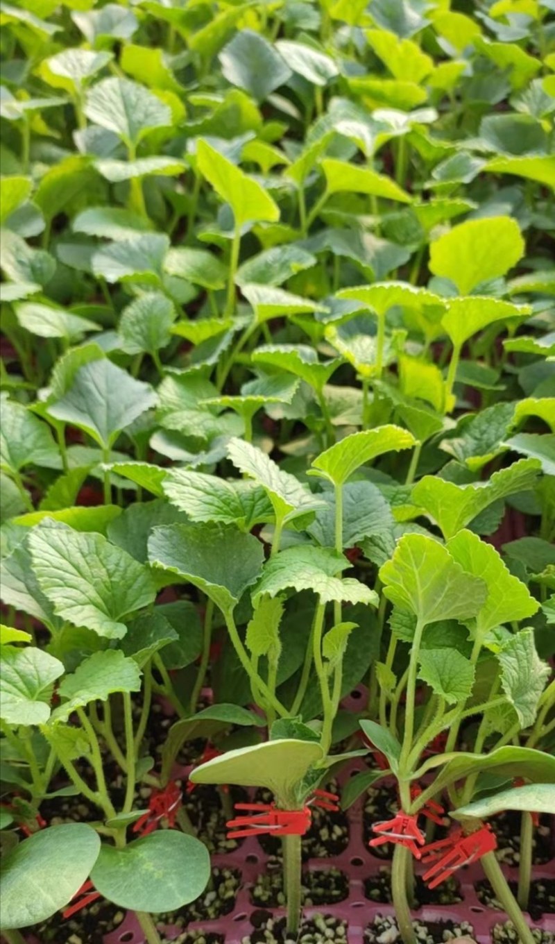 博洋61甜瓜苗嫁接甜瓜苗薄皮果皮灰白大量发货中