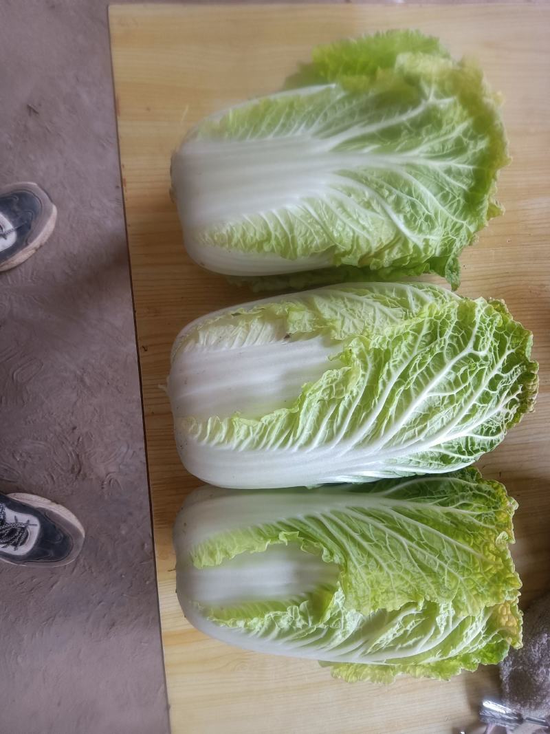 周口淮阳区【娃娃菜】大量供应，基地直销，物美价廉，
