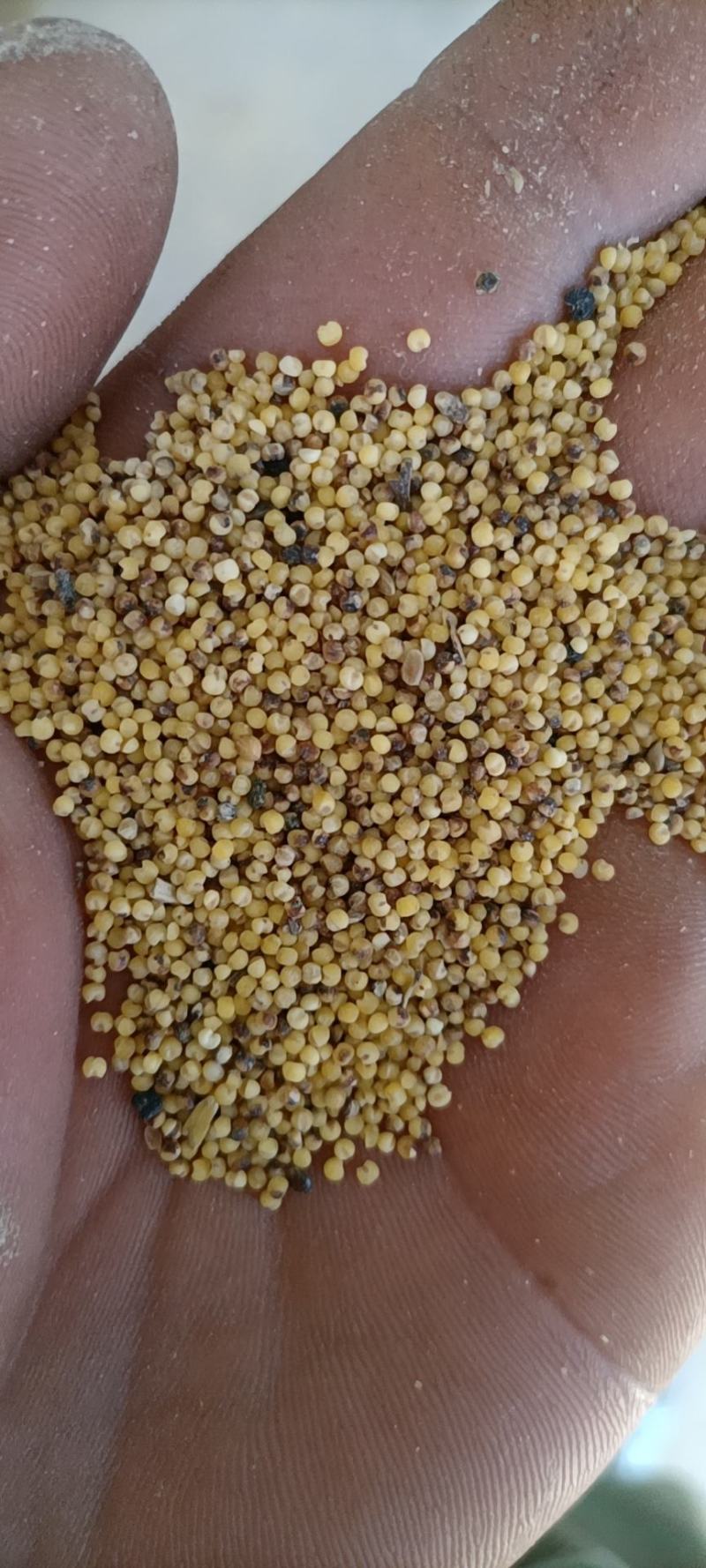 碎小米，东北小米加工厂直发酿酒专用碎小米大量有货